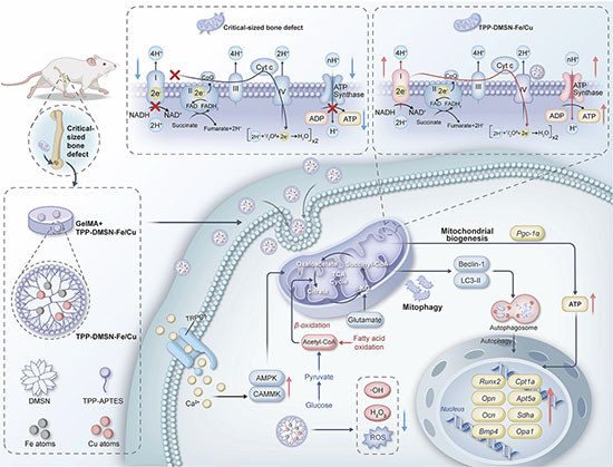 Schematic diagram illustrating the ability of TPP-DMSN-Fe/Cu nanozymes to improve mitochondrial function, regulate cellular energy metabolism, and promote osteogenic differentiation of stem cells