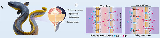 The morphological characteristics and functional mechanisms of the electric eel's electrogenic organs and self-powered neural conduits