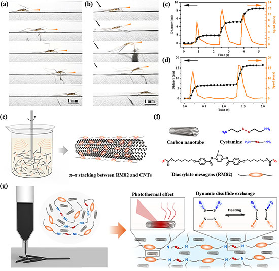 Locomotion of water striders under different stimulation conditions