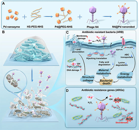 Schematic illustration of the N4@Pd nanorobot for synergistic elimination of E. coli NDM-1 biofilms and degradation of antibiotic resistance genes