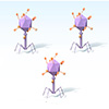 phages