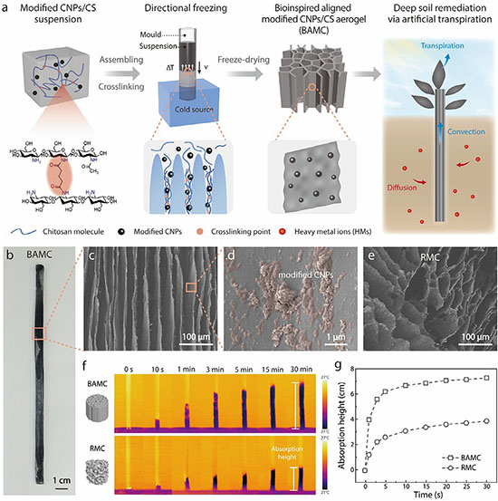 reparation, structures and fundamental characteristics of bioinspired aligned porous mCNPs/chitosan aerogel
