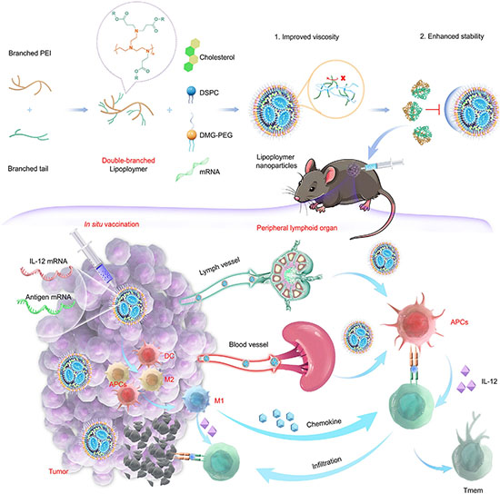 echanism of PTAtgt LPNP-based in situ mRNA vaccine