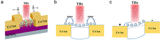 Photoresponse mechanism of the SnBi2Te4 detector in the terahertz band and its optoelectronic performance under 0.0239 THz radiation