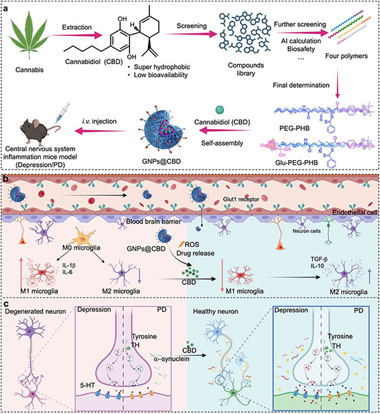 Glucose-targeted nanoparticles effectively deliver CBD into brain, reducing neuroinflammation