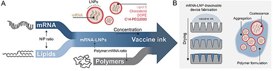 vaccine ink is made by mixing mRNA-lipid nanoparticles with two dissolvable polymers