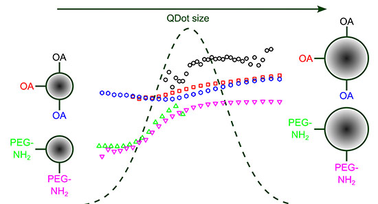 Quantum dot (QD) nanocrystals with varying sizes and surface coatings