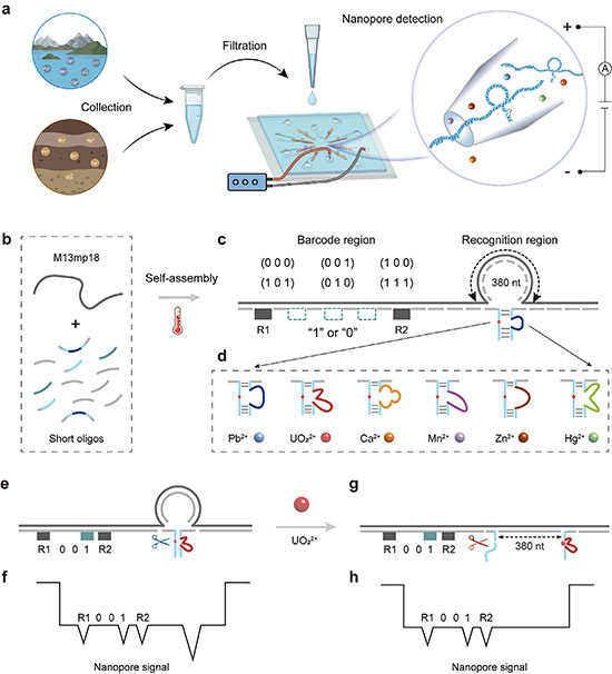Schematic of a nanopore sensor using DNA probes with barcodes and metal-responsive nanoswitches. The probes are designed to identify lead, uranyl, calcium, manganese, zinc, and mercury by producing distinct electrical current patterns as they pass through a nanopore.