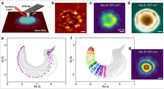 Surface polariton waves revealed by eikonal analysis