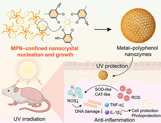 Schematic showing tannic acid and cerium ions forming metal-polyphenol nanozymes, which are applied to UV-irradiated mouse skin. The nanozymes scavenge reactive oxygen species, reduce TNF-α and IL-1β inflammatory markers, limit DNA damage, and help protect skin cells.