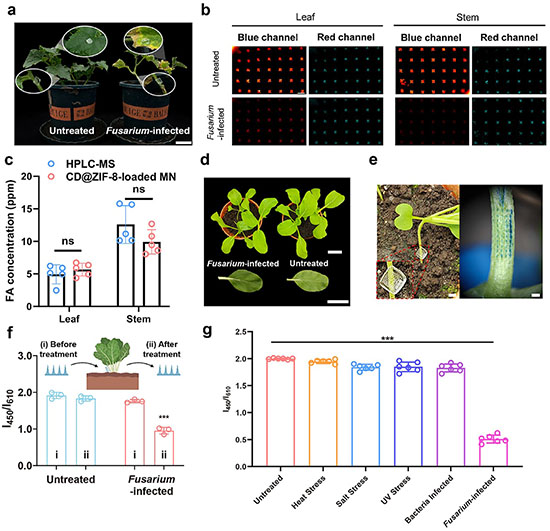 Microneedle nanosensor patches detect Fusarium infection in living plants. Healthy and infected pak choi appear visually similar, but fluorescence images show a reduced blue-to-red signal in infected tissue. The sensor response distinguishes fungal infection from heat, salt, ultraviolet stress, and bacterial infection.
