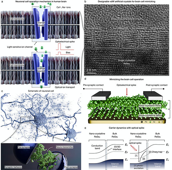 Designable van der Waals crystal for mimicking the neuronal light-sensitive ion channel