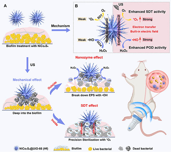 Schematic of spatially hierarchical ROS release by piezoelectric nano-urchin for treatment of biofilm infections in drug-resistant bacteria
