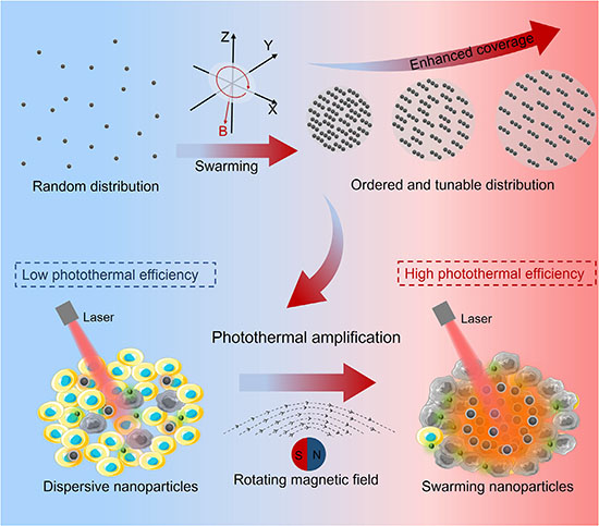 The schematic shows the enhanced photothermal conversion via the swarming dynamics of the magnetic nanoparticles