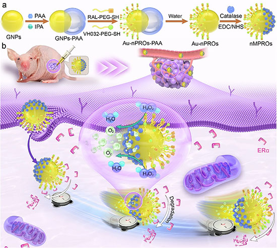 chematic diagram of nano-motoring PROTACs formulations and underlying therapeutic mechanisms