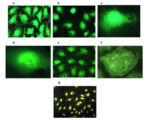 Fluorescence microscopy images of HeLa cells and their destruction through radiowave thermal ablation
