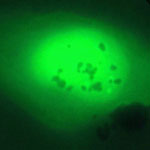 Fluorescence_microscopy