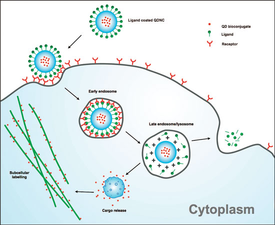 Mechanism of cytosolic delivery and subcellular targeting of quantum dot nanocomposites
