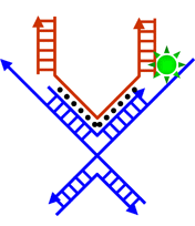 Schematic illustration of the operation of a pair of DNA tweezers