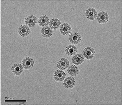 TEM images of core–shell magnetite/mesoporous silica nanoparticles