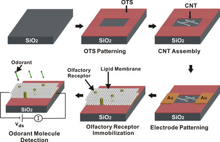 Fabrication of human olfactory receptor-functionalized single-walled CNT-FET sensors