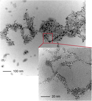 collagen crosslinked with gold nanoparticles