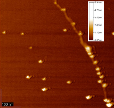 Observed binding between silver nanoparticles and DNA molecule by AFM