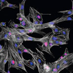 cells_grown_on_nanotitanium