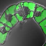 plant_cell